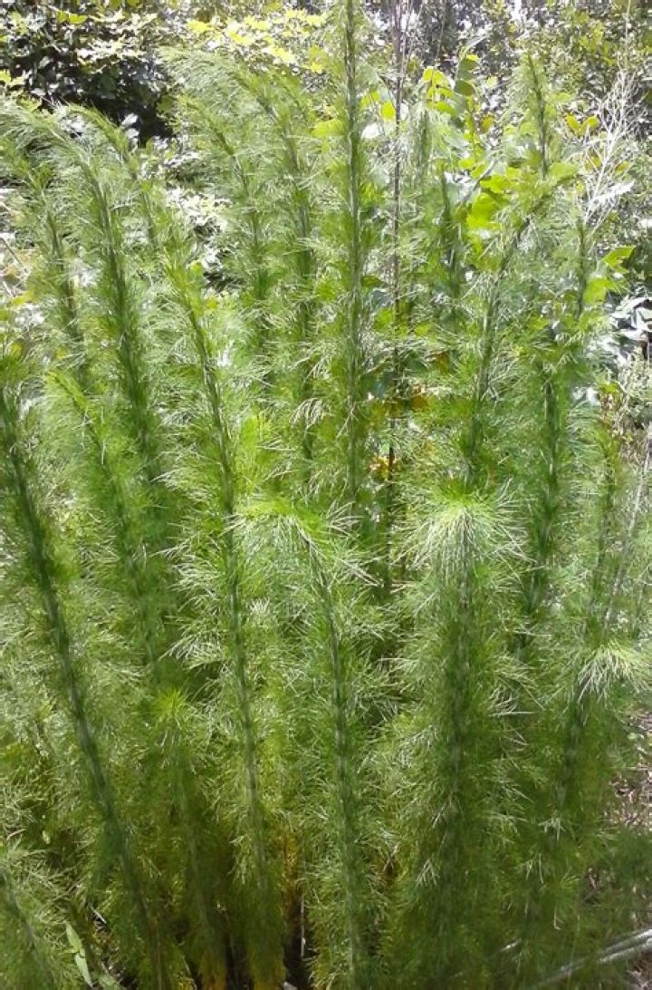 Are all fennel plants edible?