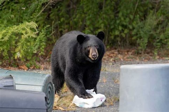 Are bear cans required on the AT?
