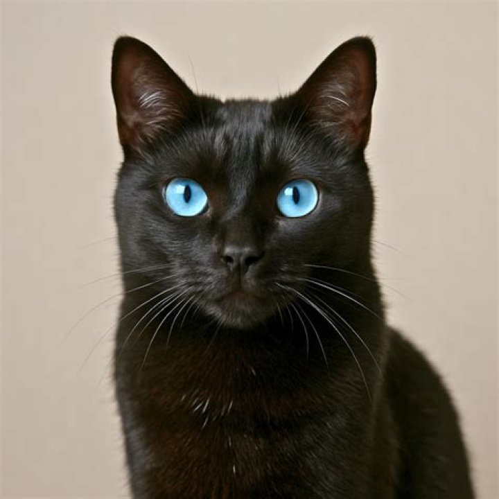 Are blue eyes rare cats?