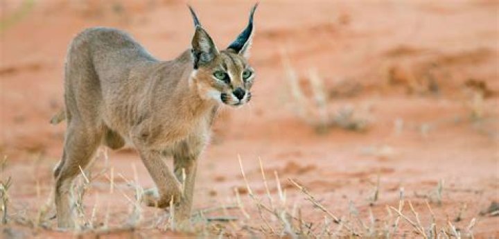Are caracals legal in UK?