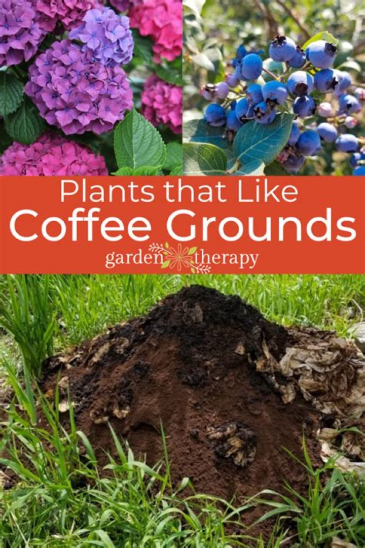 Are coffee grounds good for gardens and plants?