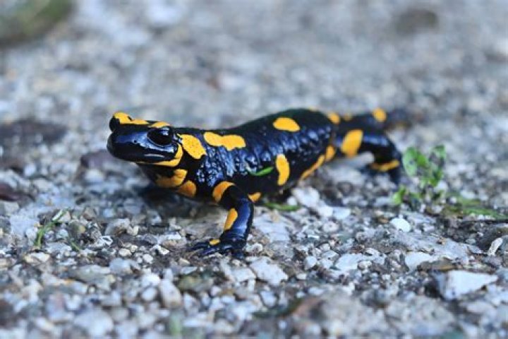 Are salamanders mammals or reptiles?