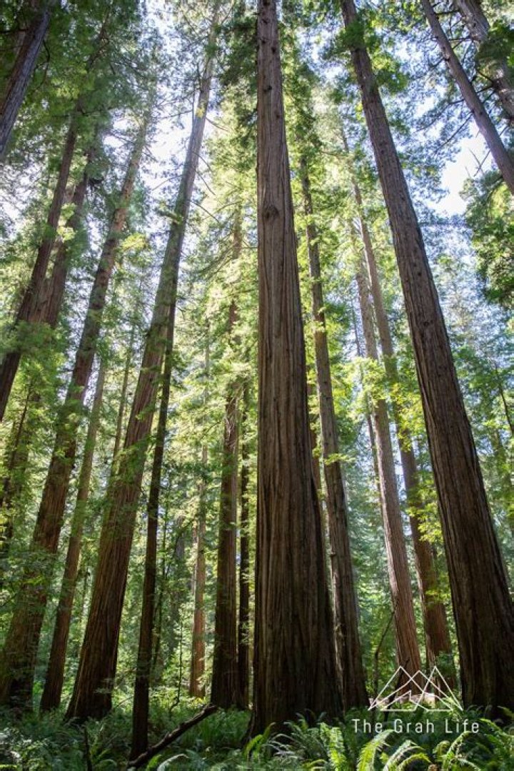 Are there any redwoods left?