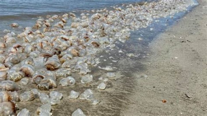 Are there jellyfish in Anna Maria Island?