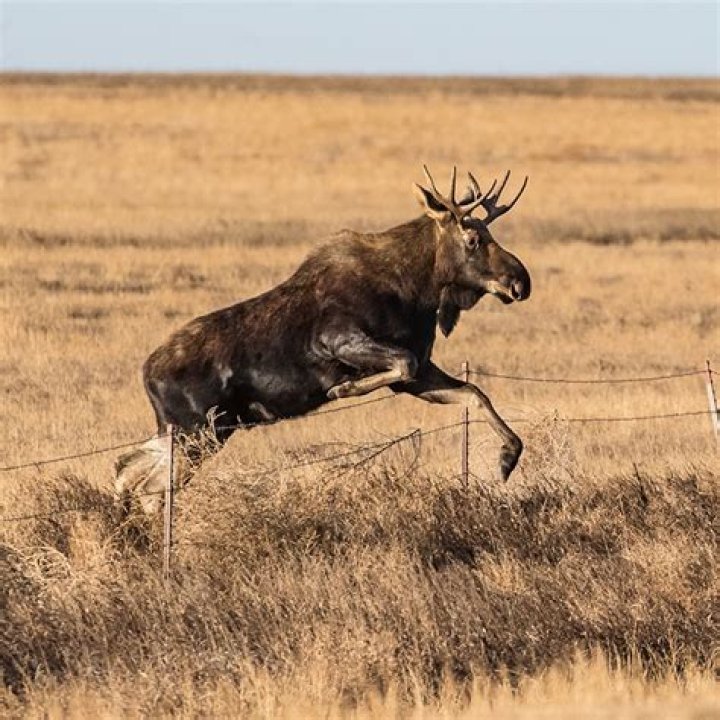 Are there moose in North Dakota?
