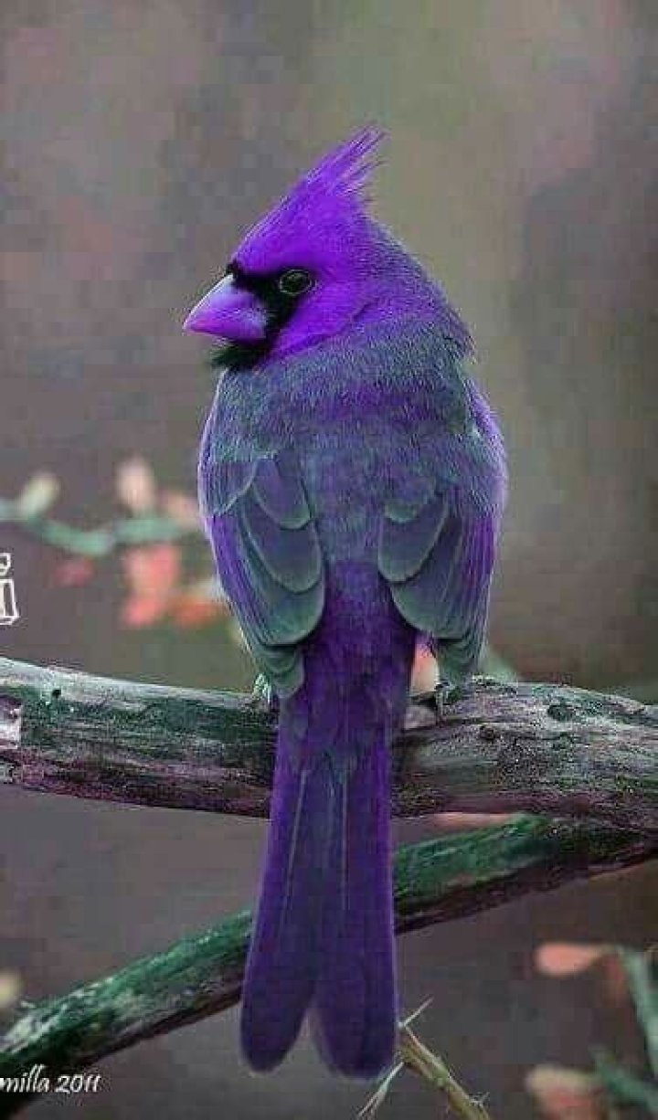 Are there purple cardinals?