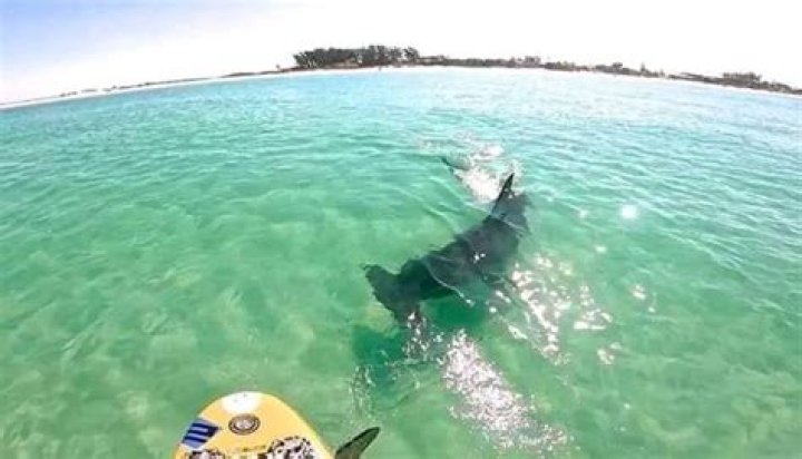 Are there sharks teeth on Anna Maria Island?