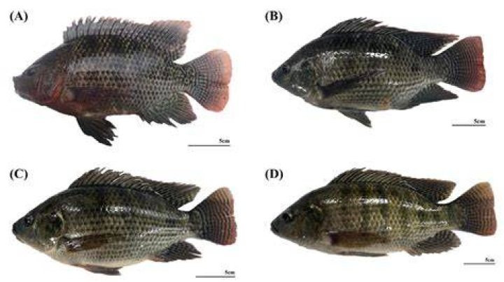Are tilapia easy to breed?