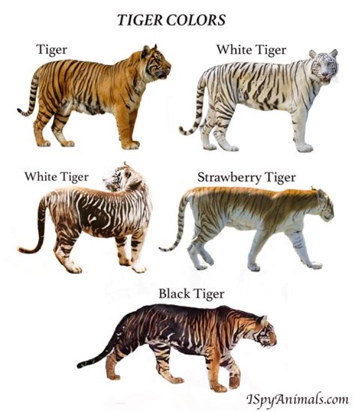 Are Yellow tigers real?