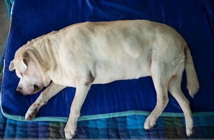 Can a dog feel embarrassed?