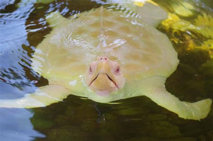 Can a turtle be overfed?