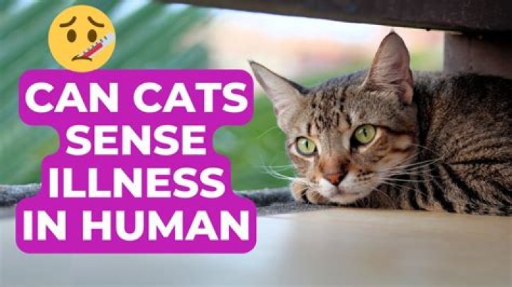 Can cats sense kindness?