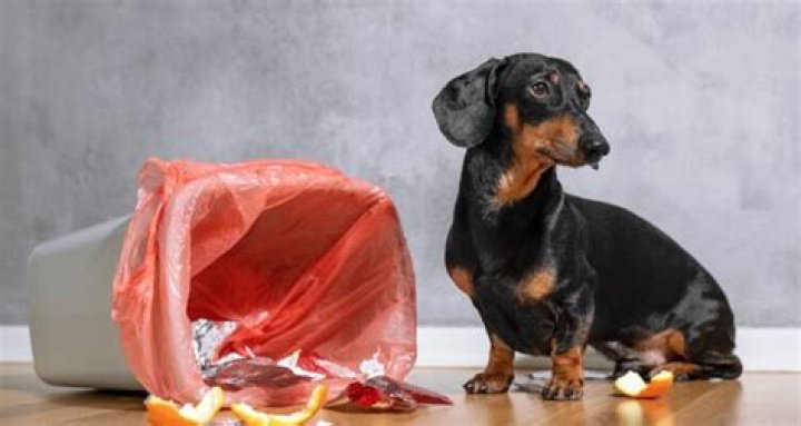 Can dogs smell period blood?
