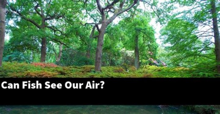 Can fish See our air?