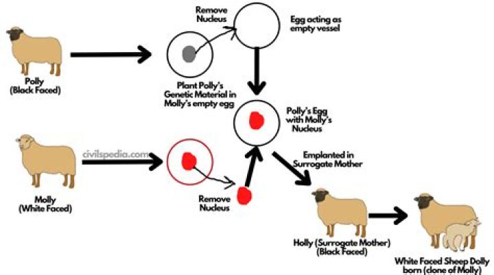 Can Force sensitives be cloned?