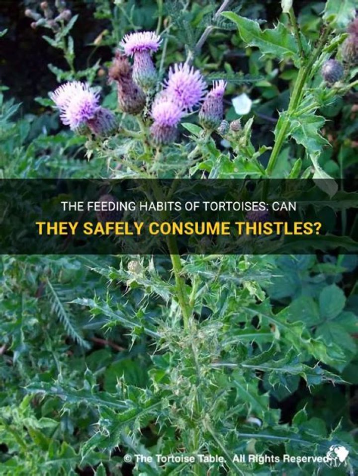 Can Hermann tortoises eat thistles?