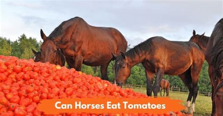 Can horses eat tomato fruit?