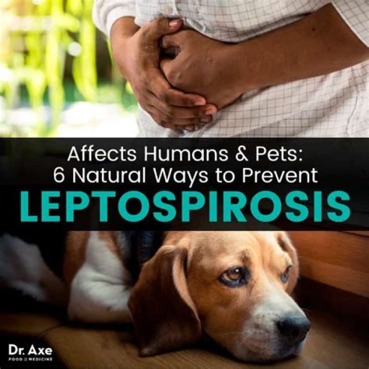 Can humans catch leptospirosis?