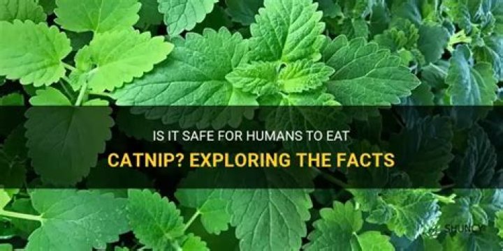 Can humans eat catnip?