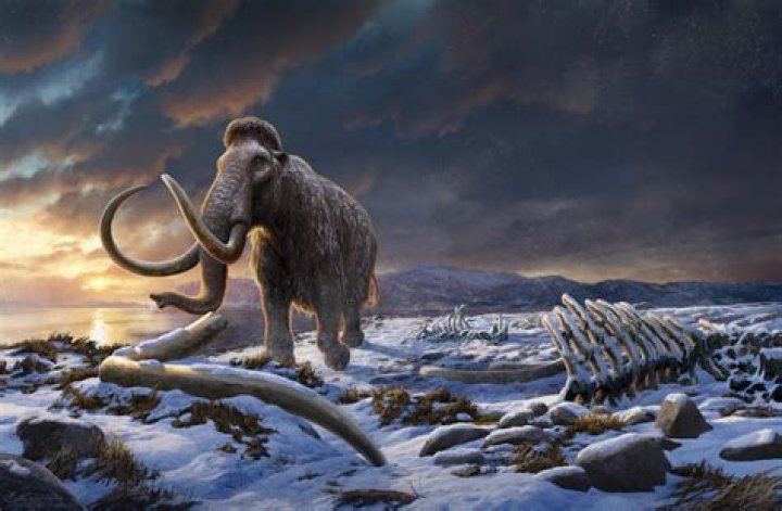 Can I go to Wrangel Island?