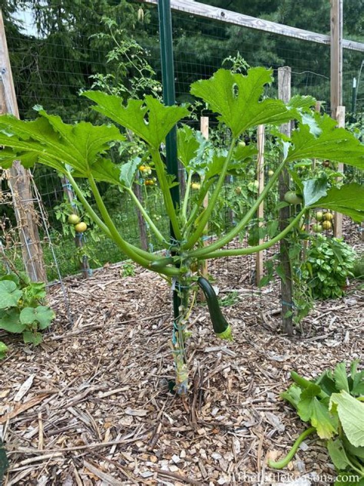 Can I leave zucchini out?