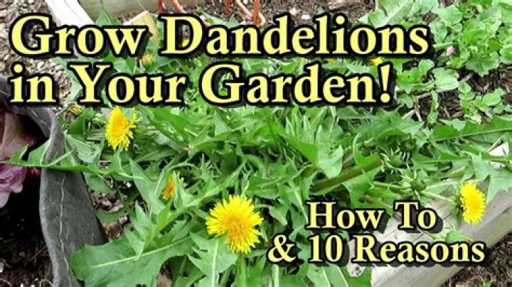 Can I put dandelions in my compost?