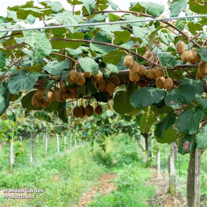 Can Kiwi grow in Hawaii?
