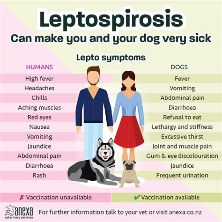 Can lepto be cured?