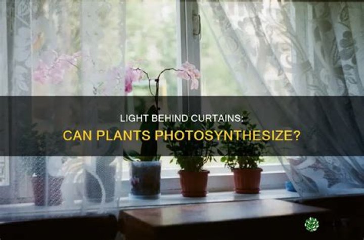 Can plants absorb light through curtains?