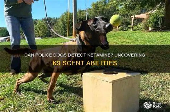 Can police dogs smell ket?