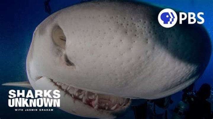 Can sharks cry?