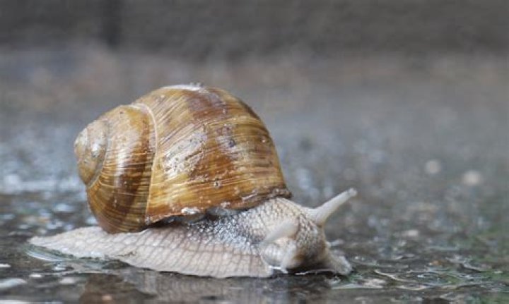 Can snails drown?
