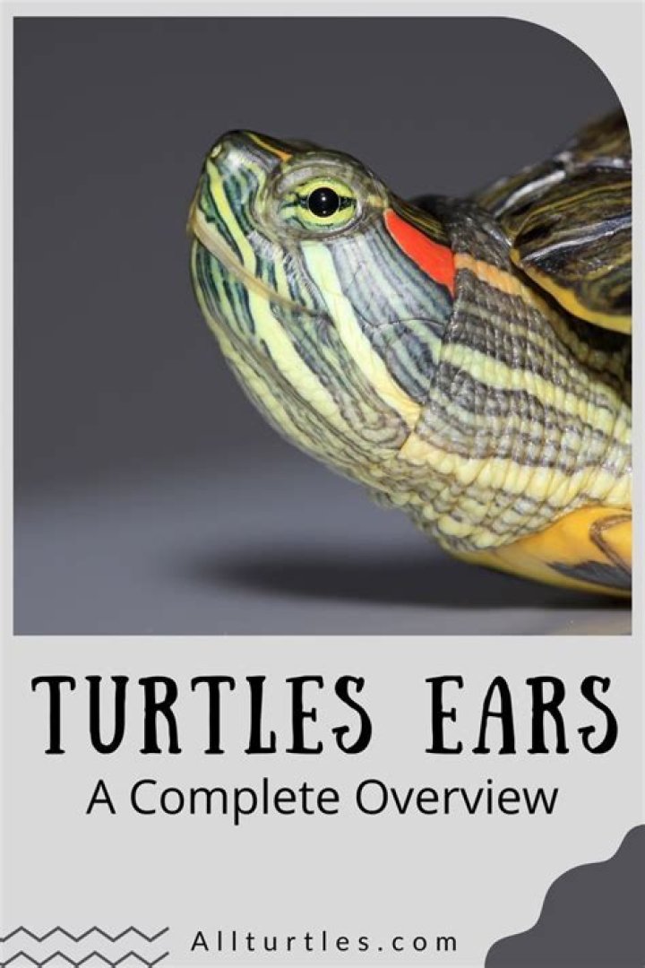 Can turtles hear talk?