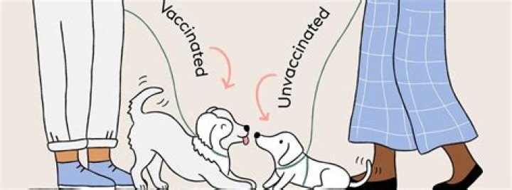Can unvaccinated puppy play in backyard?