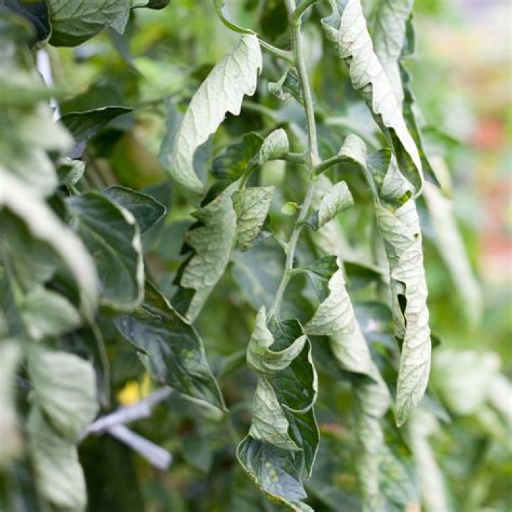 Can you cut tomato leaves?