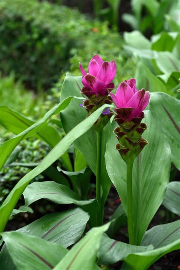 Can you eat flowering ginger?
