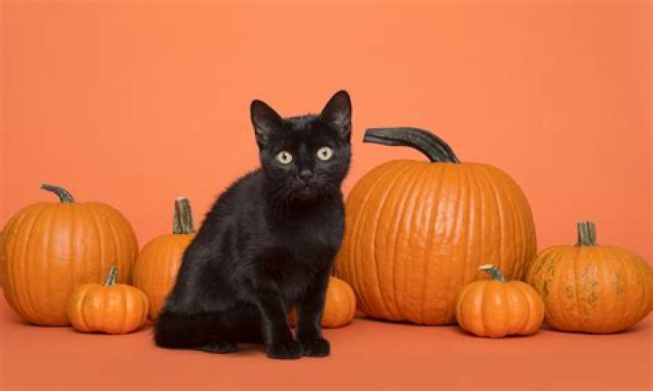 Can you give cats pumpkin for constipation?