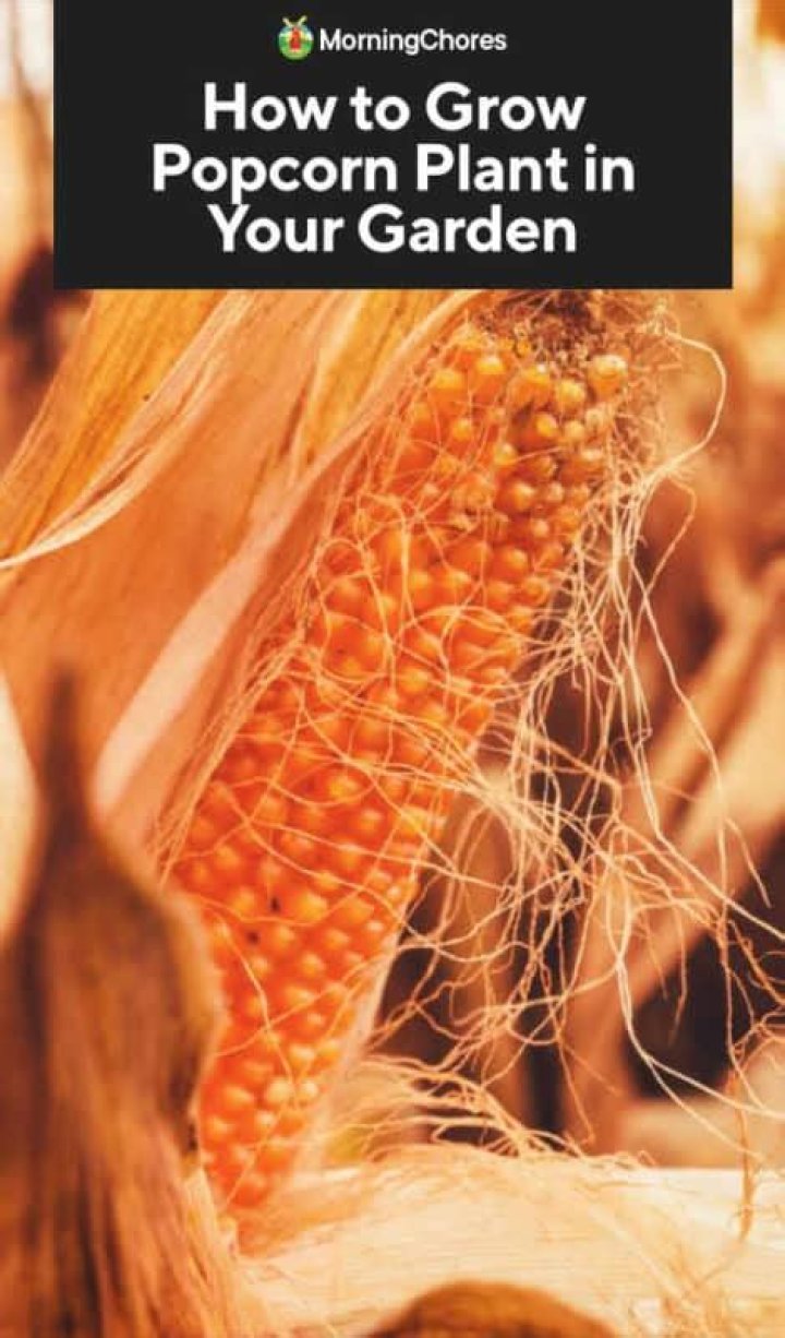 Can you grow popcorn in your garden?