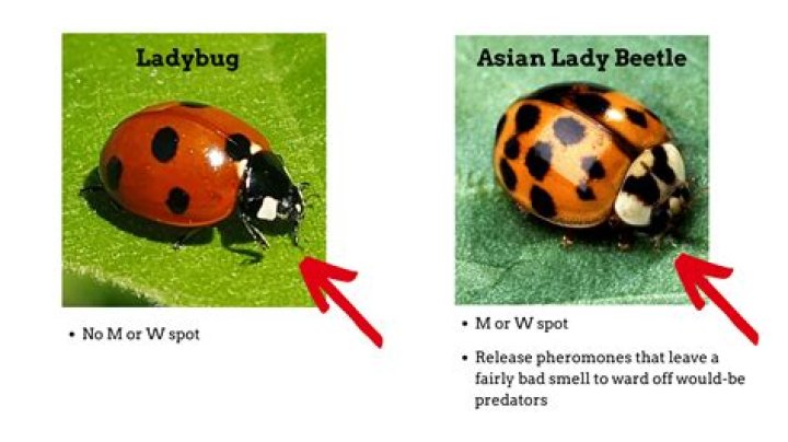 Can you keep a pet ladybug?