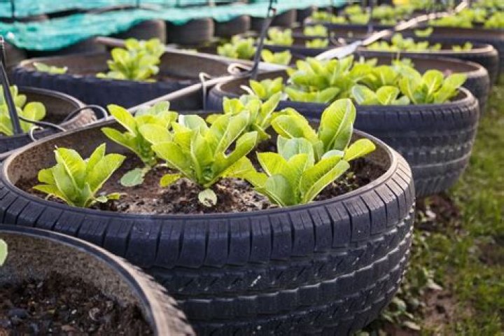 Can you plant vegetables in tires?