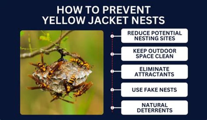 Can you pour gas on a yellow jacket nest?
