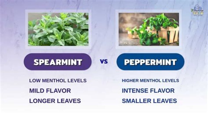 Can you substitute peppermint for mint?