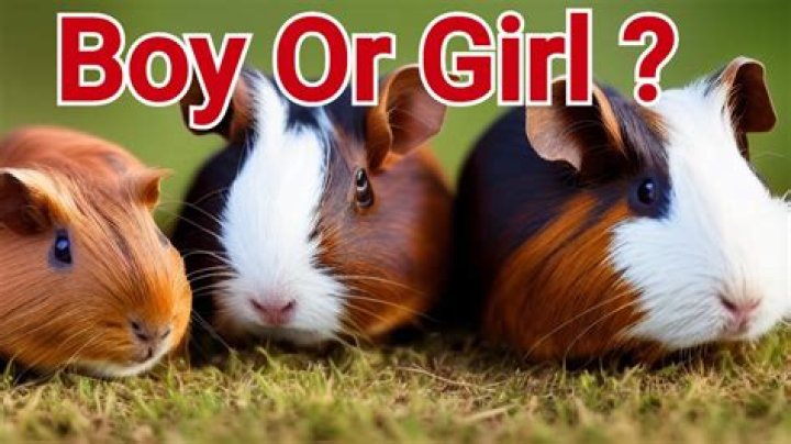 Can you tell how old a guinea pig is?