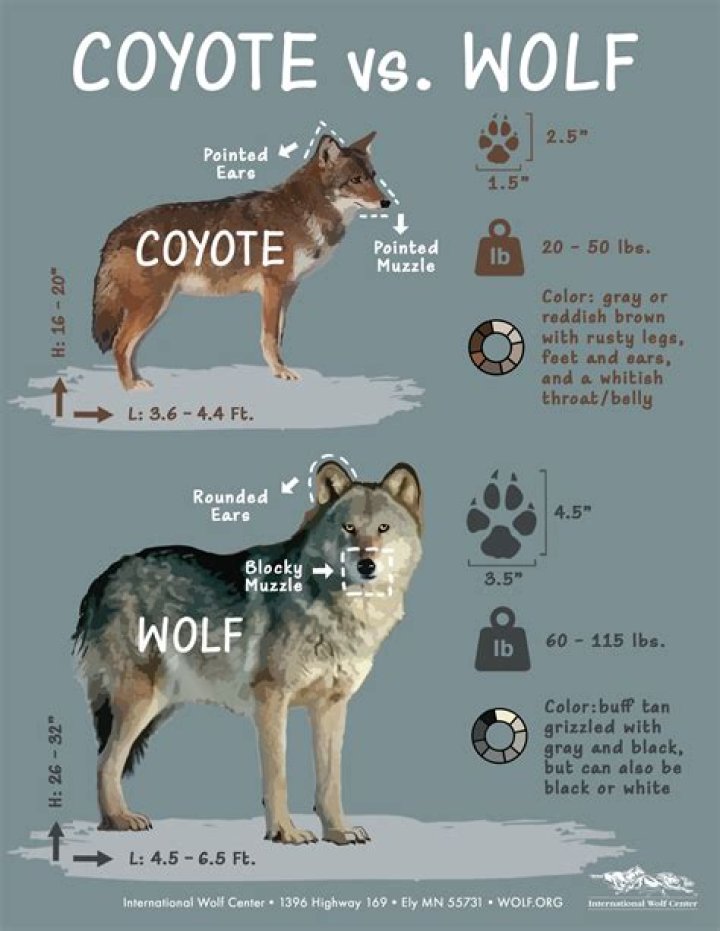 Did I see a wolf or coyote?