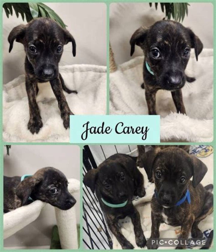 Did Jade Carey triple double?