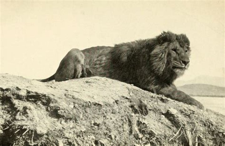 Did lions ever live in England?