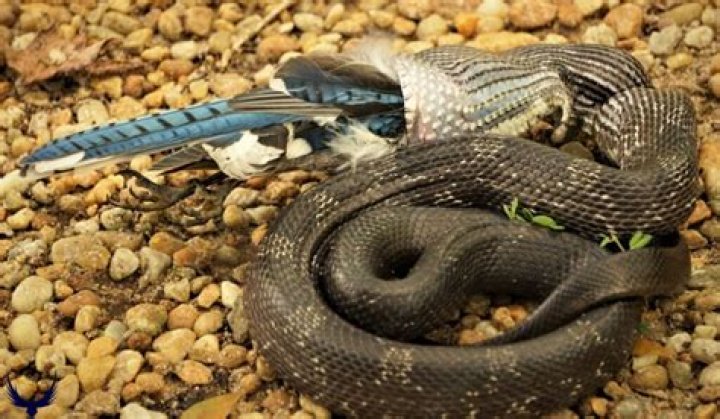 Do blue jays eat snakes?
