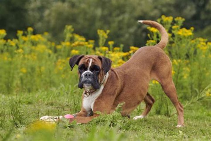 Do boxers kick the ground?