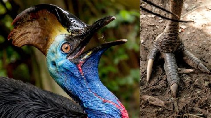 Do cassowaries have good eyesight?