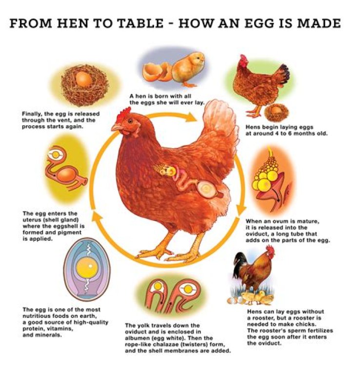 Do chicken eggs have umbilical cords?
